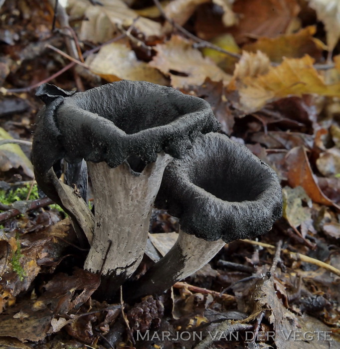 Hoorn-van-overvloed - Craterellus cornucopiodes